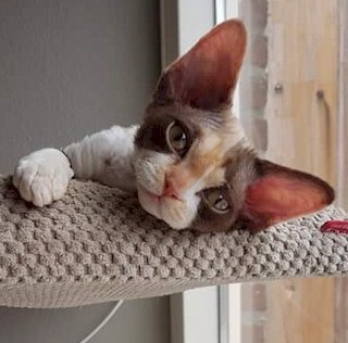 Xena