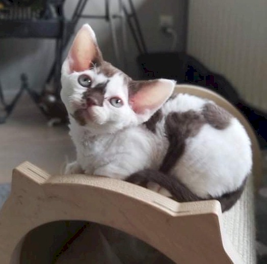 Haruki
